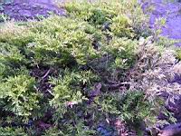 Juniperus chinensis cv Mint Julep (fam Cupressacees) (USA) (Photo F. Mrugala) (2)